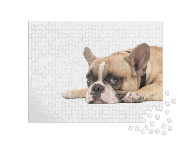 Puzzel 1000 stukjes „Franse bulldog ontspannen liggend“