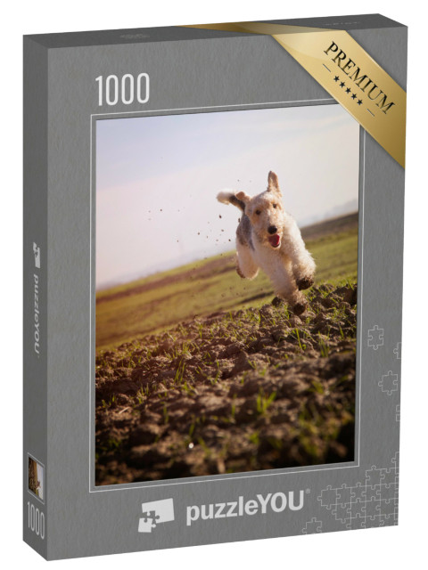 Puzzel 1000 stukjes „Draadharige foxterriër rent snel over aarden weiden“