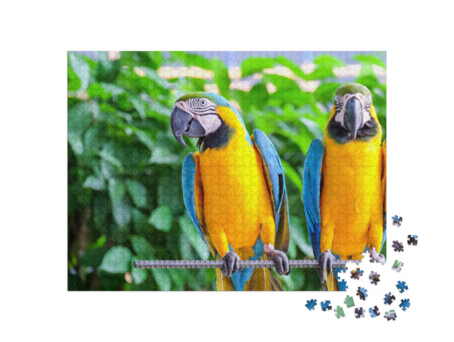 Puzzel 1000 stukjes „Langstaartpapegaai met kleurrijke veren“