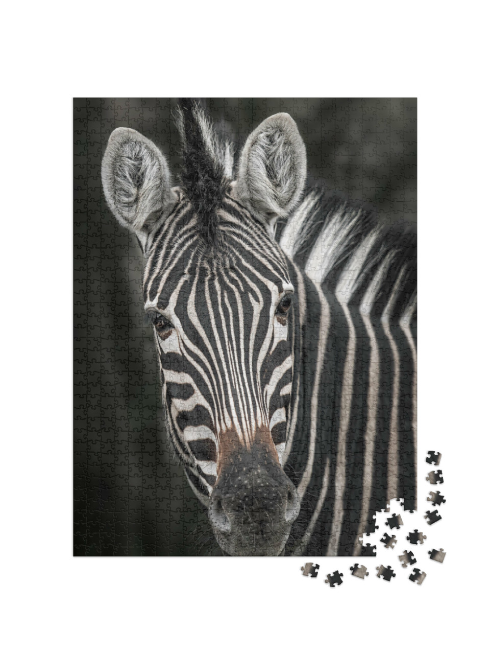 Puzzel 1000 stukjes „Close-up van een zebra“