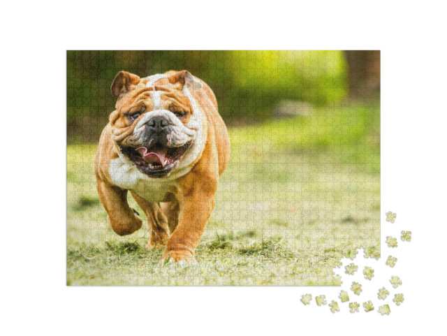 Puzzel 1000 stukjes „Bulldog op een weiland“
