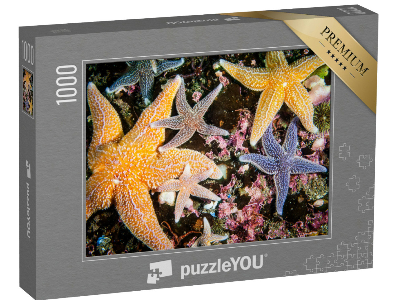 Puzzel 1000 stukjes „Kleurrijke zeesterren in alle maten“
