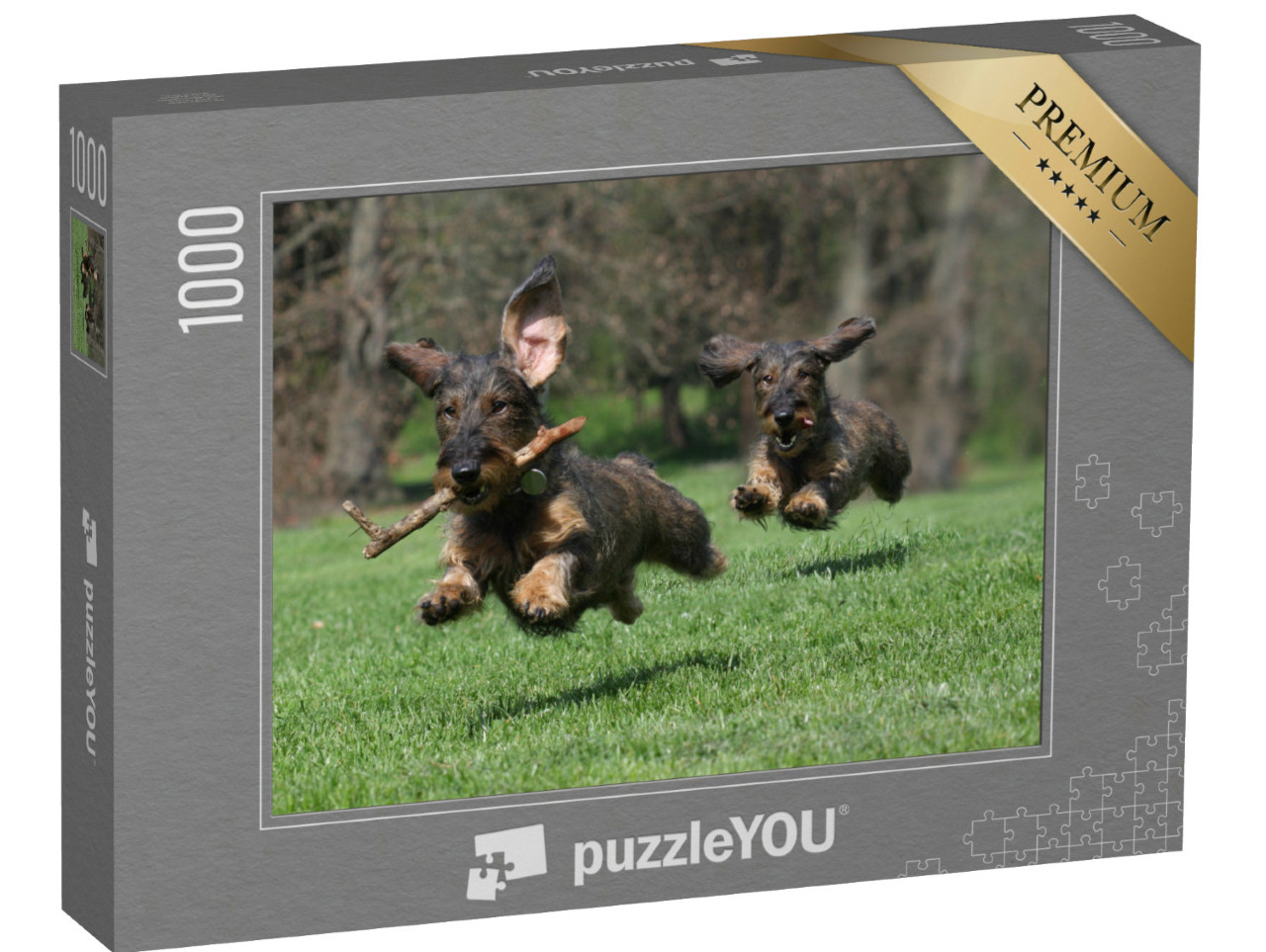 Puzzel 1000 stukjes „Twee honden: ruwharige teckel ras“