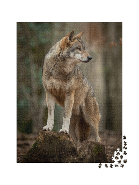 Puzzel 2000 stukjes „Grijze wolf in een geurhouding in het bos“