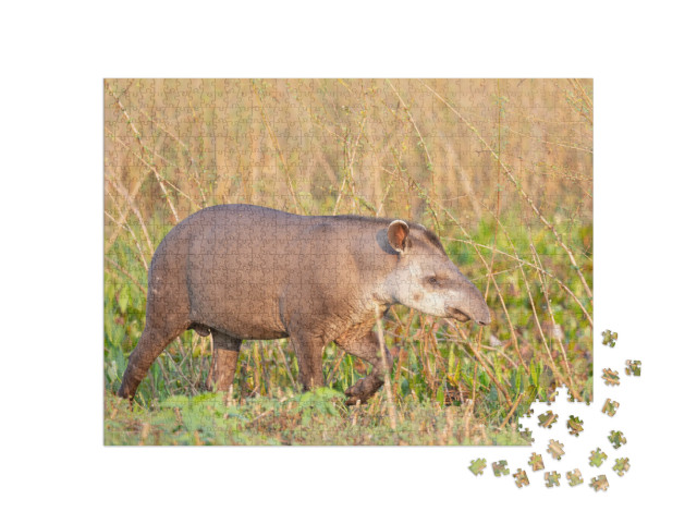 Puzzel 1000 stukjes „Een laagland tapir in de Braziliaanse jungle“
