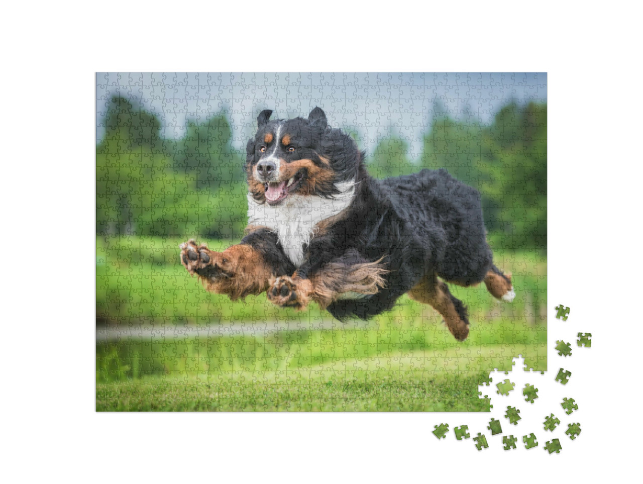 Puzzel 1000 stukjes „Berner Sennenhond springen“
