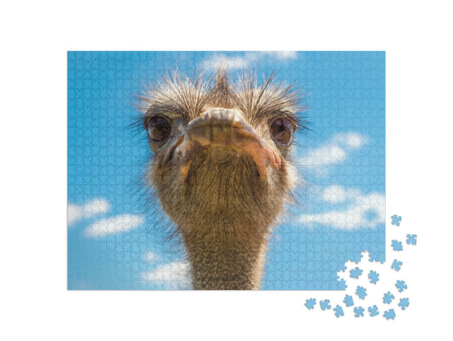 Puzzel 1000 stukjes „Portret van struisvogelkop, Afrikaanse struisvogel“