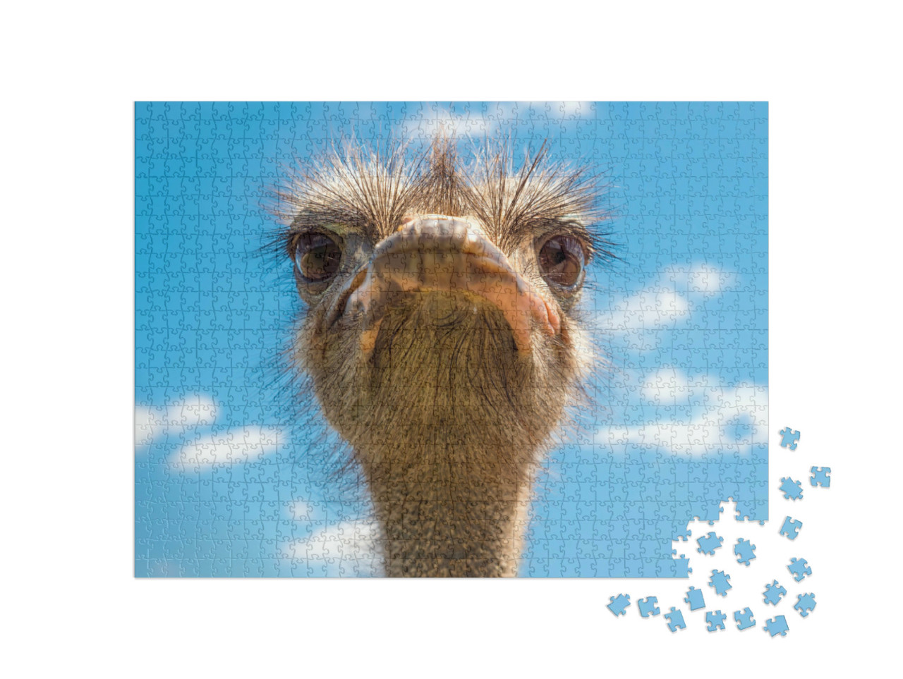 Puzzel 1000 stukjes „Portret van struisvogelkop, Afrikaanse struisvogel“