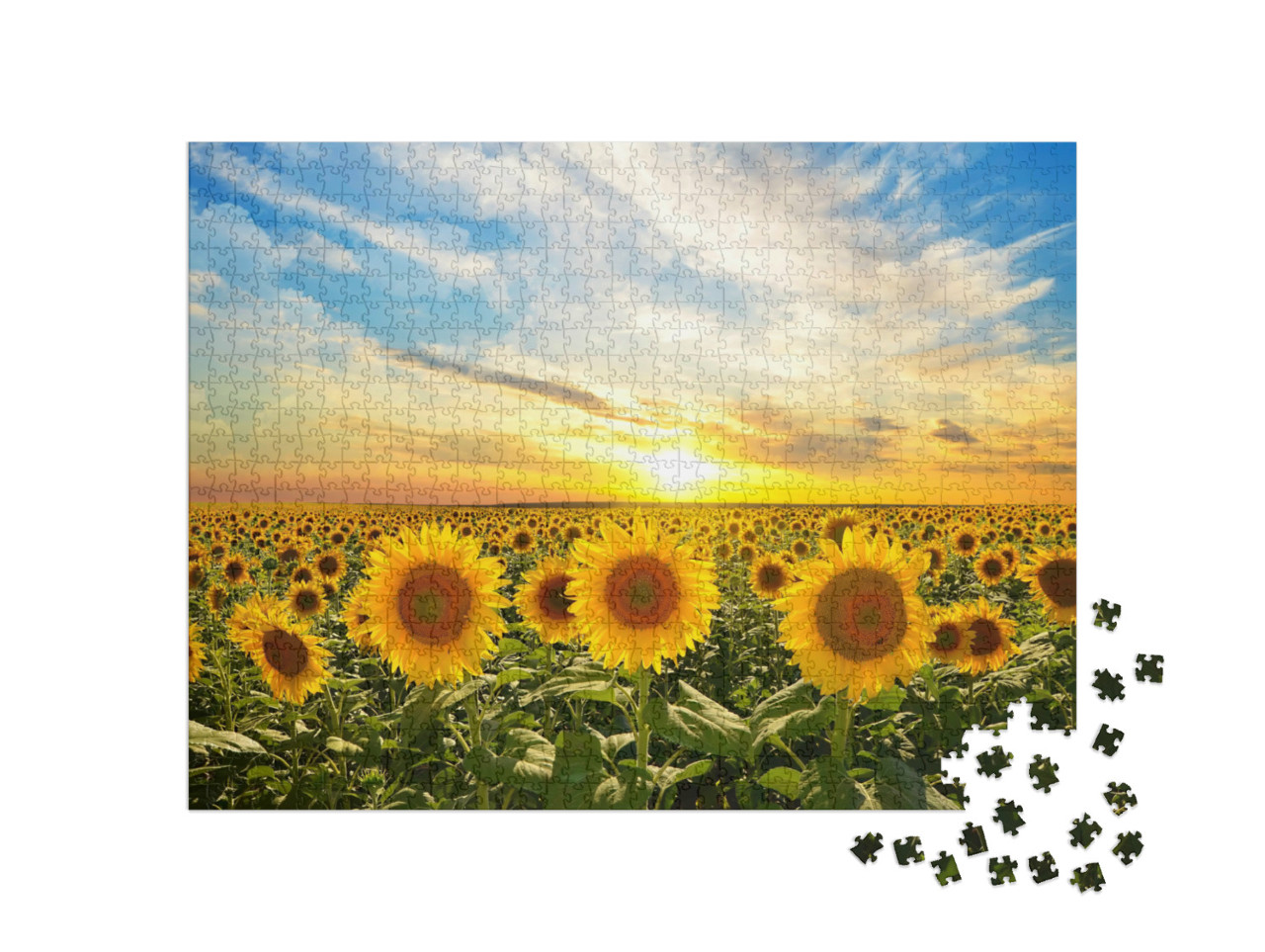 Puzzel 1000 stukjes „Veld met bloeiende zonnebloemen bij zonsondergang“