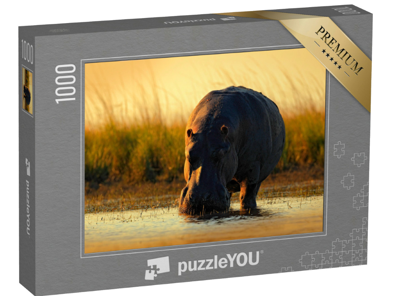 Puzzel 1000 stukjes „Afrikaans nijlpaard in het avondlicht, Botswana, Afrika“