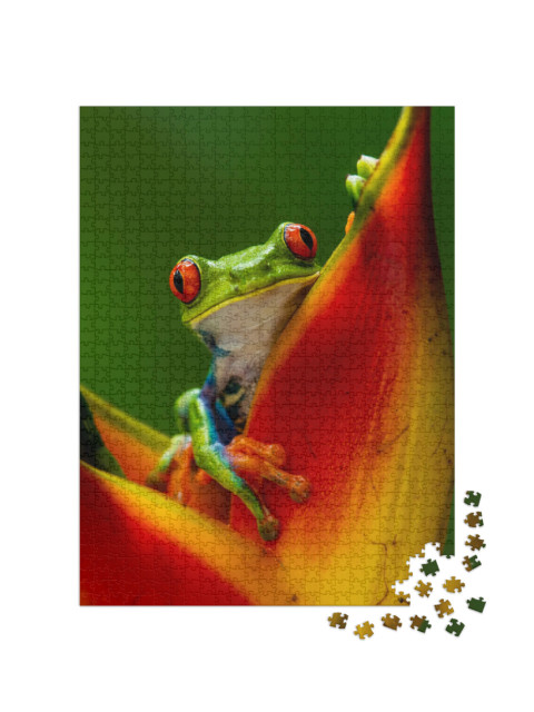 Puzzel 1000 stukjes „Roodoogmakikikker op een tropische bloem“