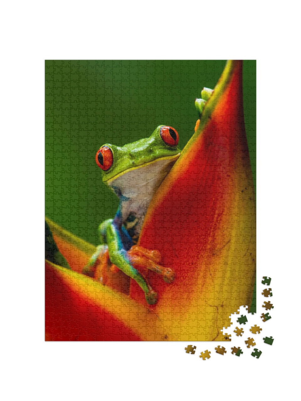 Puzzel 1000 stukjes „Roodoogmakikikker op een tropische bloem“