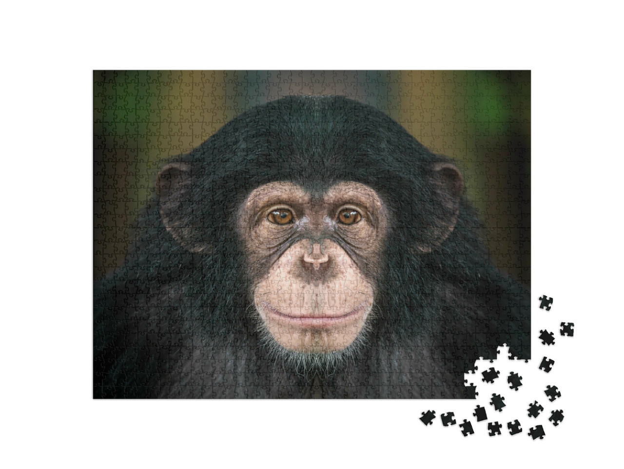 Puzzel 1000 stukjes „Chimpansees“