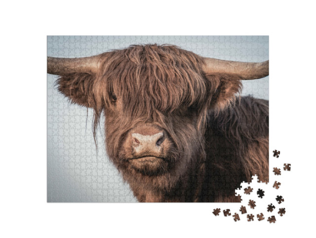 Puzzel 1000 stukjes „Portret van een Schotse Hoogland koe“