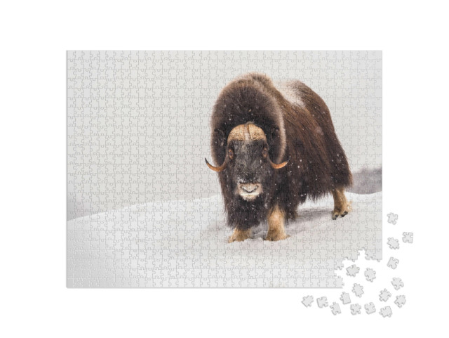 Puzzel 1000 stukjes „Muskusos in de poolwinter“