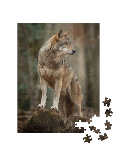 Puzzel 200 stukjes „Grijze wolf in een geurhouding in het bos“