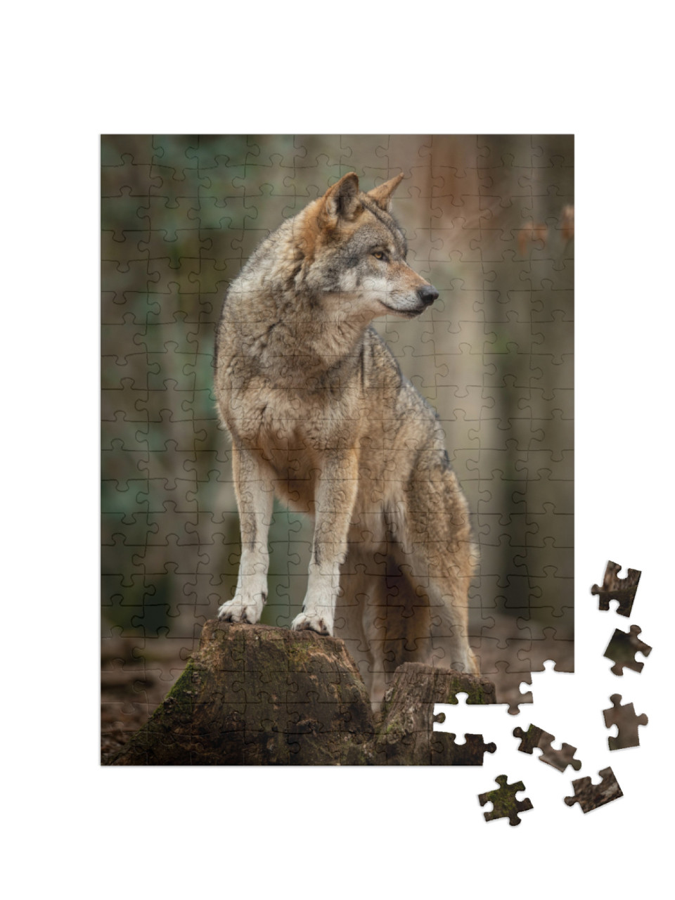 Puzzel 200 stukjes „Grijze wolf in een geurhouding in het bos“