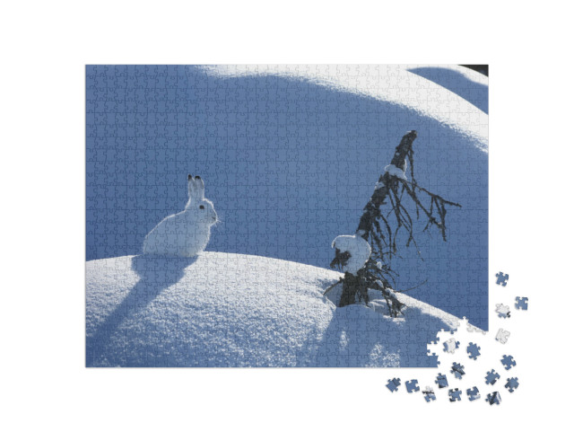 Puzzel 1000 stukjes „Pluizige poolhaas op een zonnige dag in de winter“