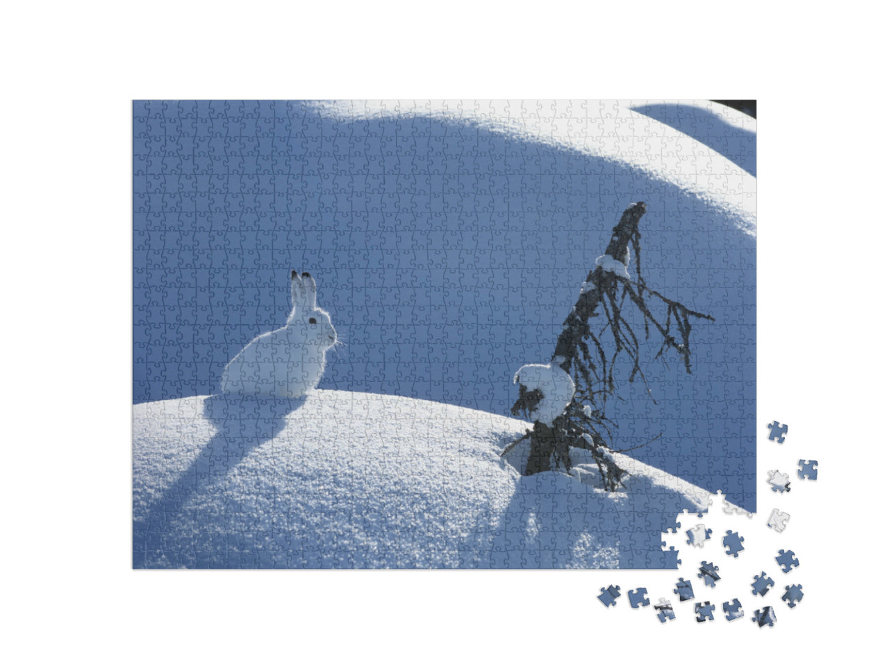 Puzzel 1000 stukjes „Pluizige poolhaas op een zonnige dag in de winter“