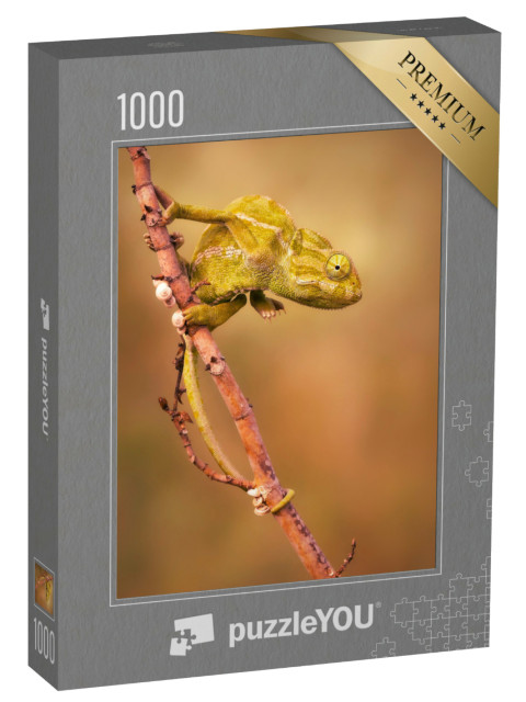 Puzzel 1000 stukjes „Gewone kameleon (Chamaeleo chamaeleon)“