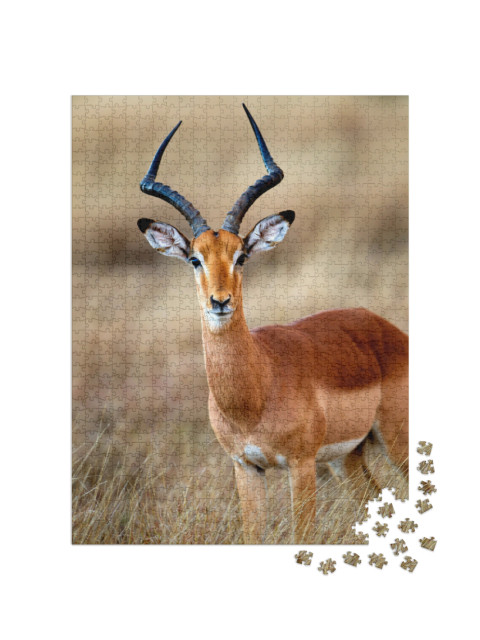 Puzzel 1000 stukjes „Een mannelijke impala in het Krugerpark Zuid-Afrika“