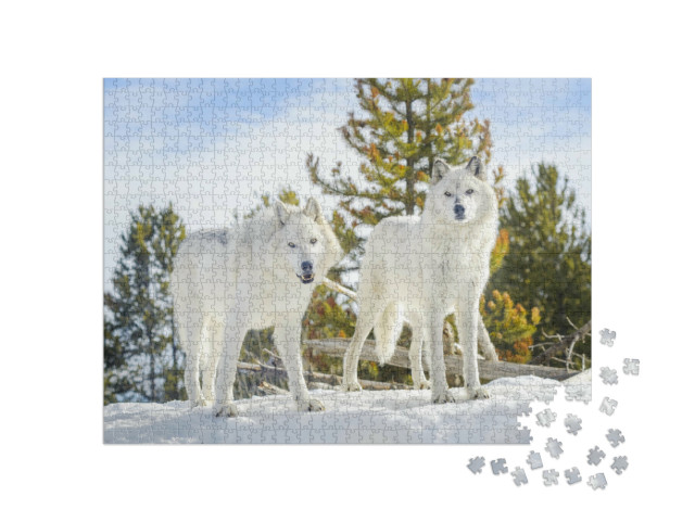 Puzzel 1000 stukjes „Twee boswolven in een wild sneeuwlandschap“