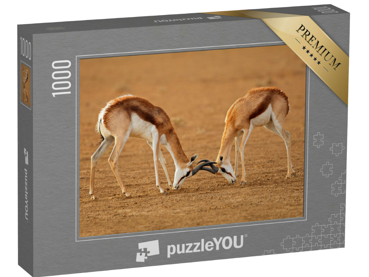 Puzzel 1000 stukjes „Twee mannelijke springbokantilopen vechten, Kalahari“