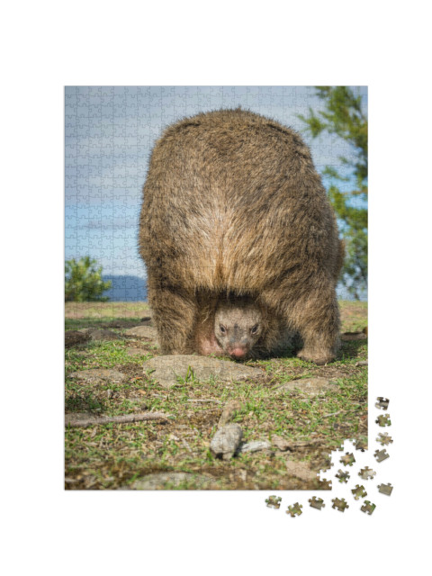Puzzel 1000 stukjes „Australische wombat baby in zijn buidel“