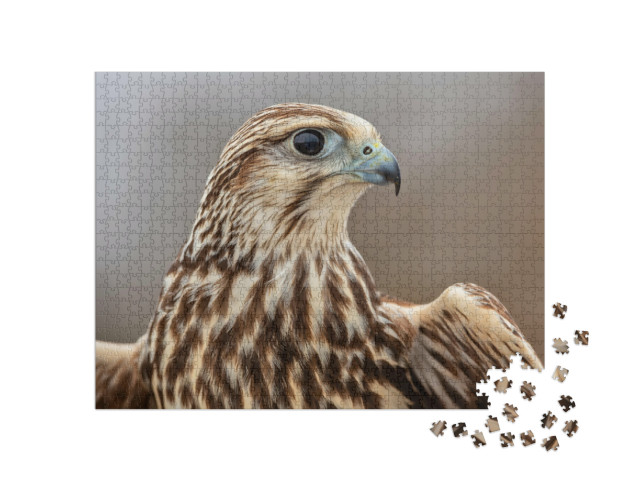 Puzzel 1000 stukjes „Majestueuze saker valk“