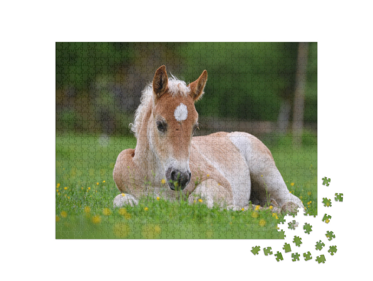 Puzzel 1000 stukjes „Mooi veulen in het gras“