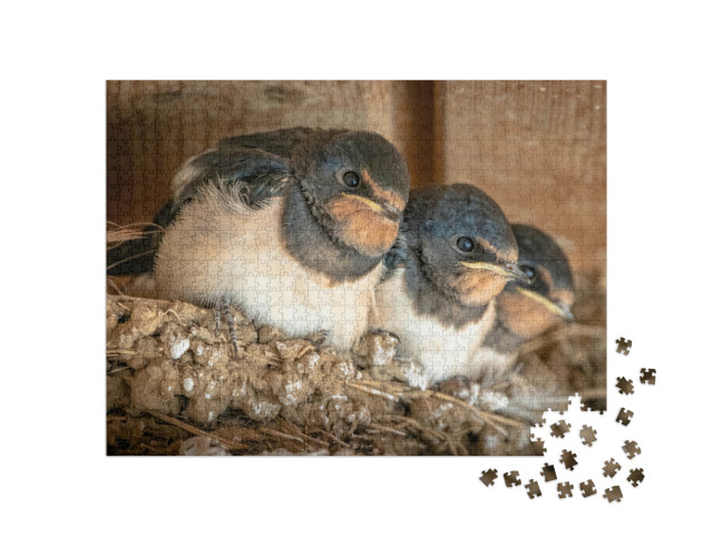 Puzzel 1000 stukjes „Schattige zwaluwkuikens in hun nest“
