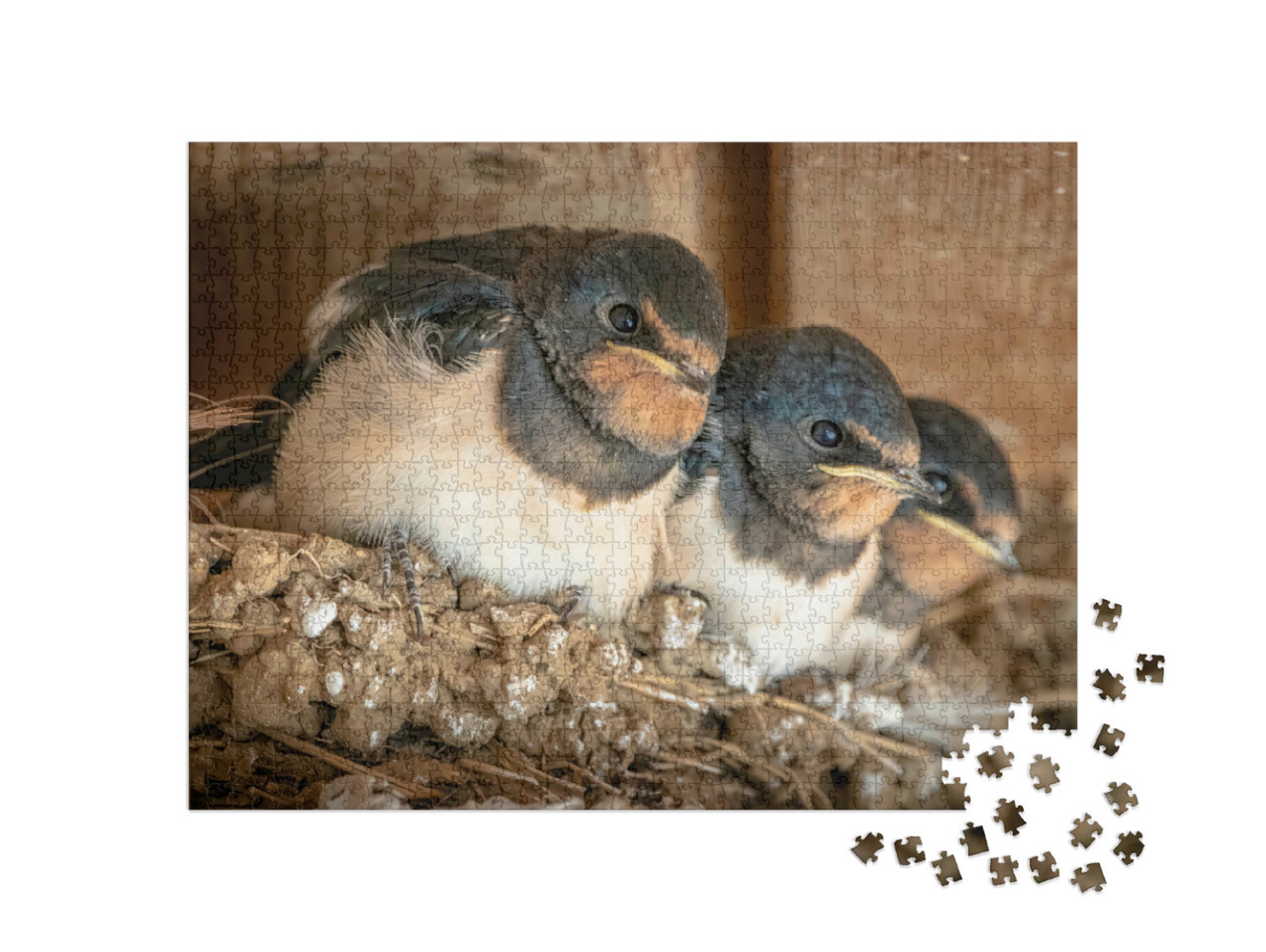 Puzzel 1000 stukjes „Schattige zwaluwkuikens in hun nest“