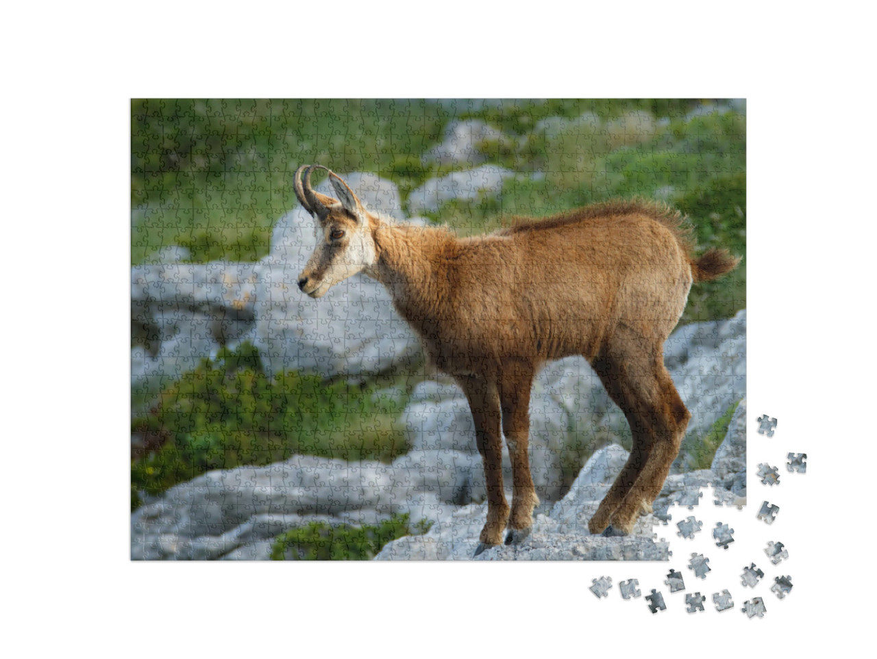 Puzzel 1000 stukjes „Gemzen in natuurpark Biokovo, Kroatië“