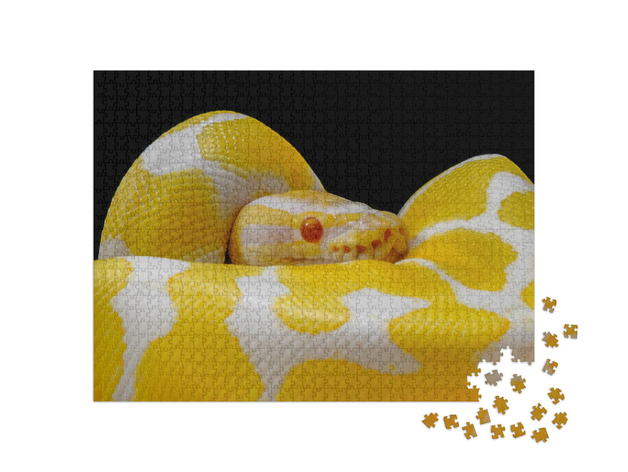 Puzzel 1000 stukjes „Wit-gele balpython, rond zichzelf gewikkeld“