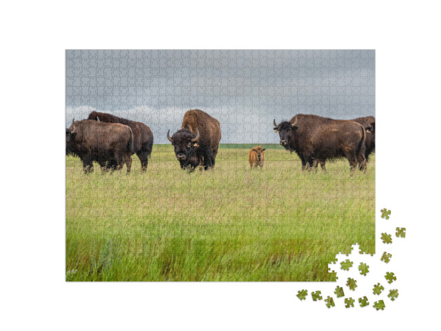 Puzzel 1000 stukjes „Een kudde prairiebizons met een kalf, Canada“