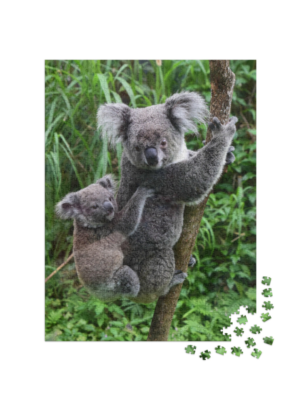 Puzzel 1000 stukjes „Koalababy op de rug van zijn moeder in de dierentuin van Taipei, Taiwan“