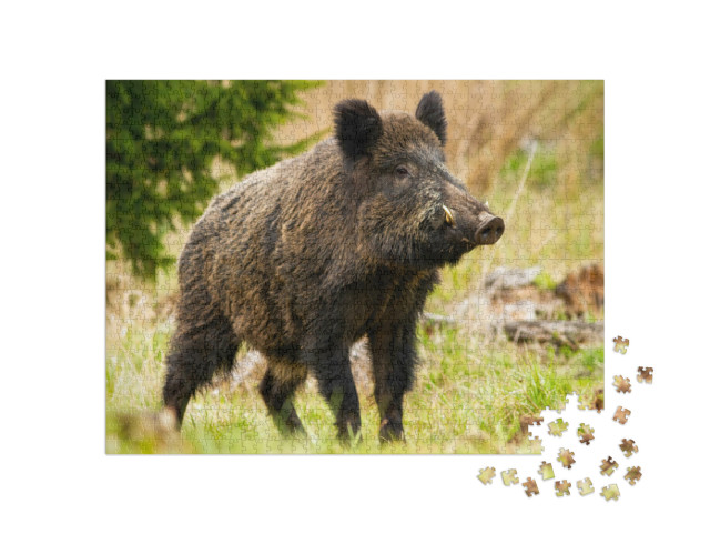 Puzzel 1000 stukjes „Een wild zwijn met witte slagtanden“