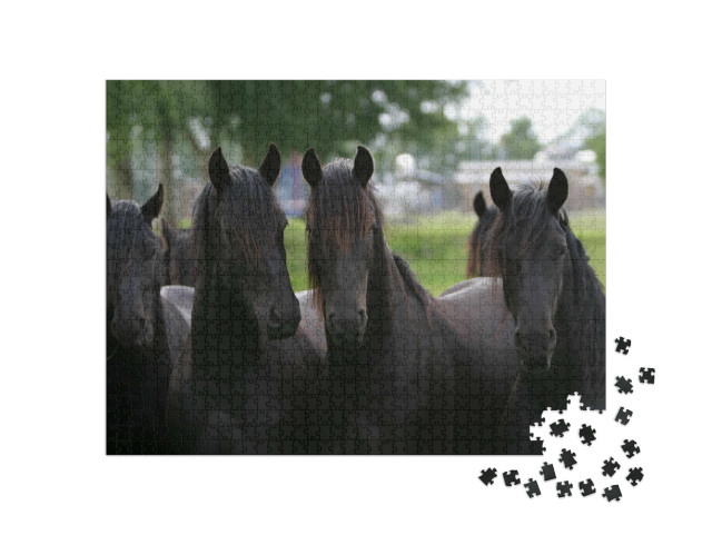 Puzzel 1000 stukjes „Friese jonge hengsten“