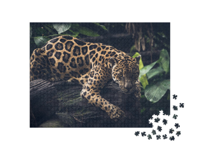 Puzzel 1000 stukjes „Jaguar, Panthera Onca“