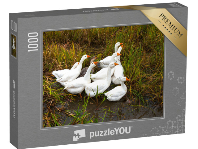Puzzel 1000 stukjes „Ganzen in de wei“