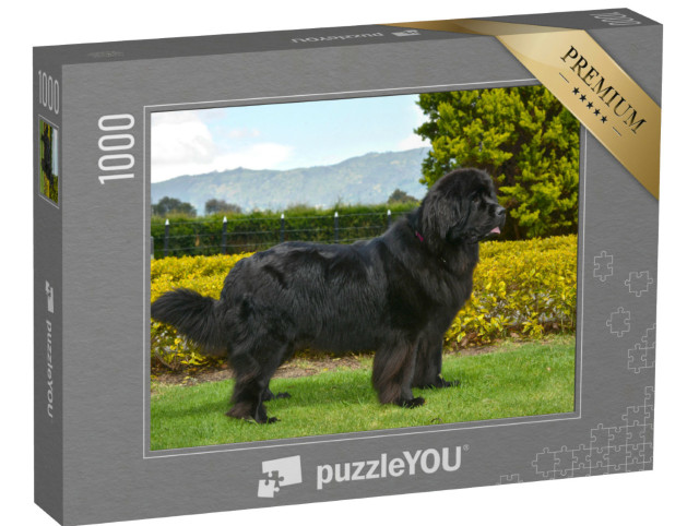 Puzzel 1000 stukjes „Zwarte Newfoundland“