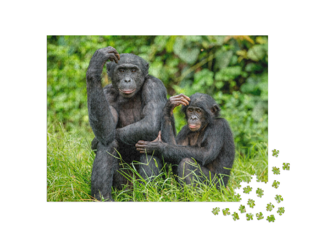 Puzzel 1000 stukjes „Vrouwelijke bonobo met een baby in Congo, Afrika“