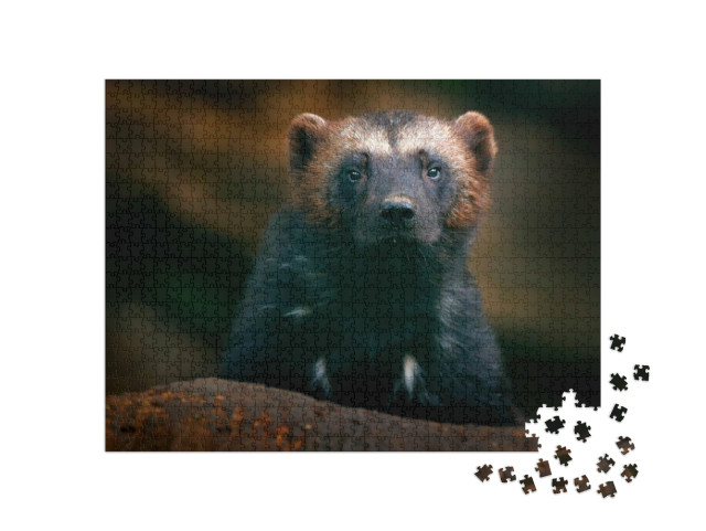 Puzzel 1000 stukjes „Een veelvraat in de Finse taiga“