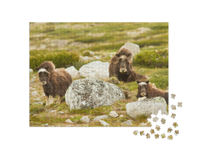 Puzzel 1000 stukjes „Muskusossen in Noorwegen“