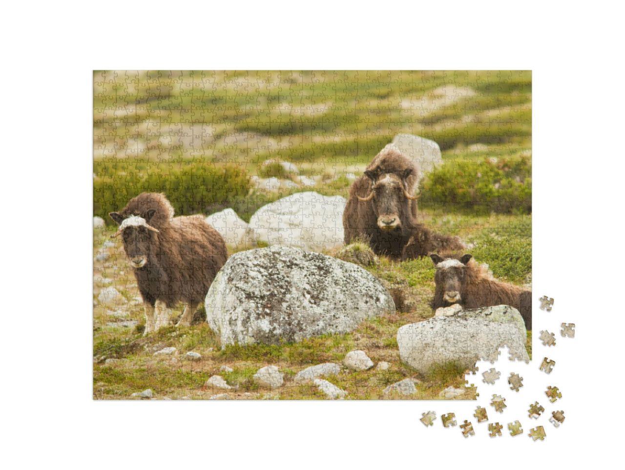 Puzzel 1000 stukjes „Muskusossen in Noorwegen“
