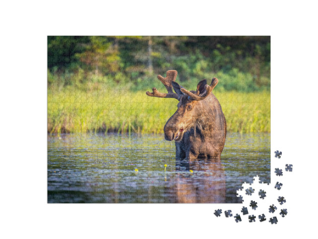 Puzzel 1000 stukjes „Elandstieren in Algonguin Park, Ontario, Canada“