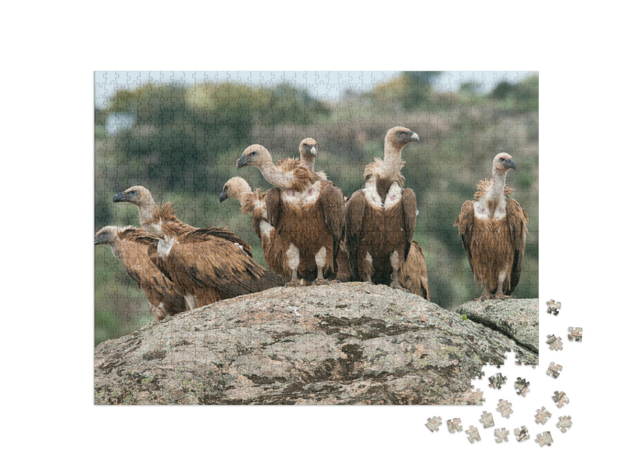 Puzzel 1000 stukjes „Vale gier“