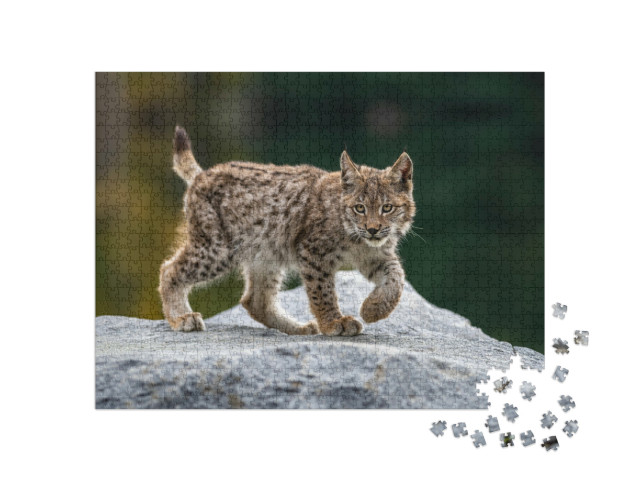 Puzzel 1000 stukjes „Aandachtige jonge lynx“