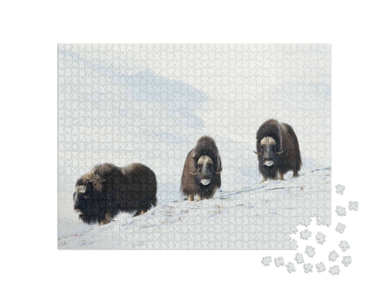 Puzzel 1000 stukjes „Drie muskusossen in het besneeuwde Dovrefjell-gebergte, Noorwegen“