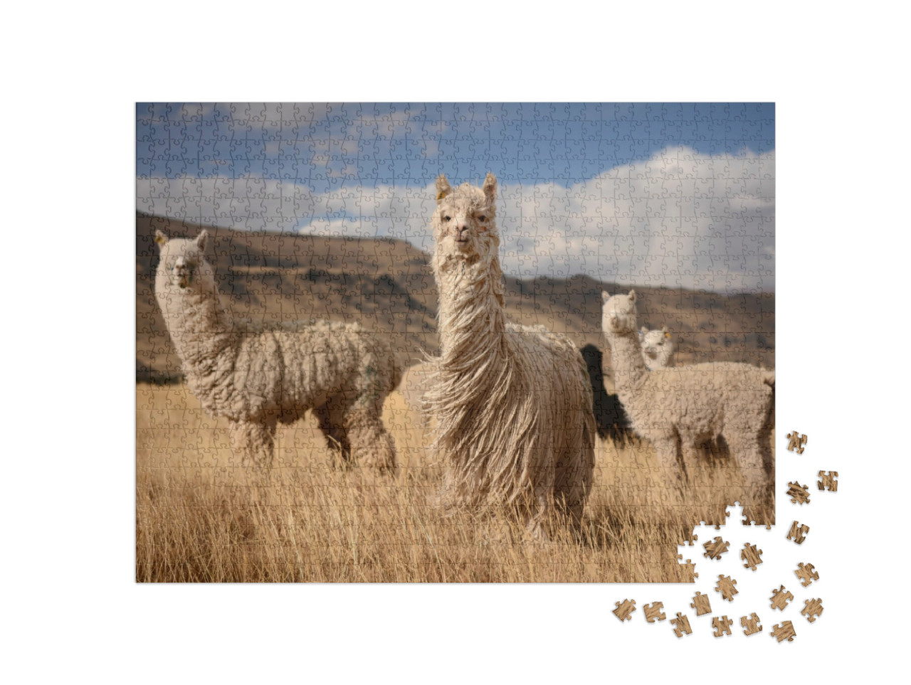 Puzzel 1000 stukjes „Alpaca's in de Peruaanse Andes“